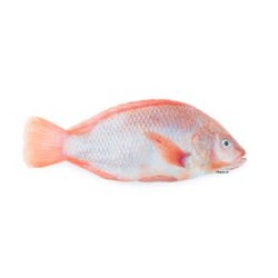 Tilapia rot 300-500g